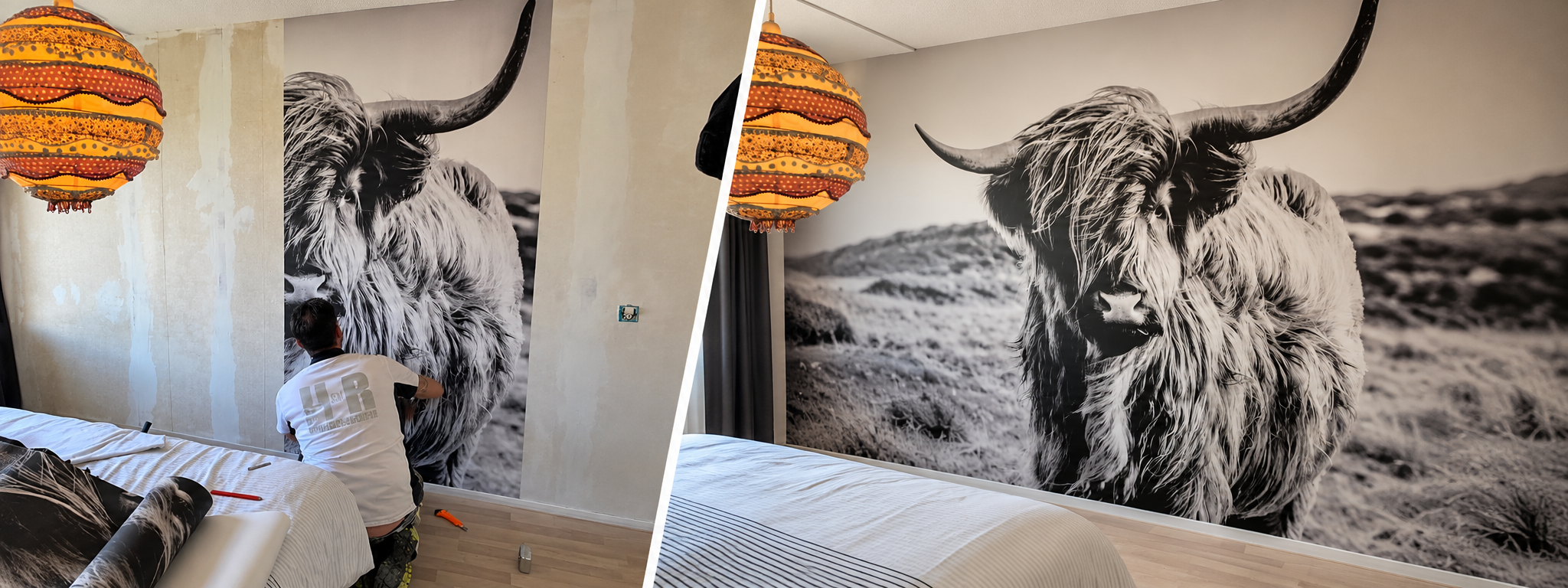 HenR Schildersbedrijf brengt fotobehang met een Schotse hooglander aan, met links het werk in uitvoering en rechts het eindresultaat.